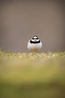 Hiaticula: Common Ringed Plover