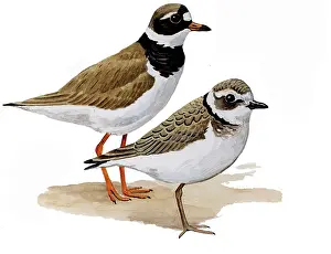 Charadrius: Common Ringed Plover
