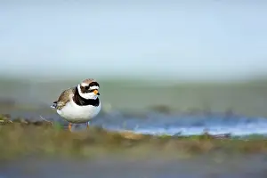 Charadrius: Common Ringed Plover