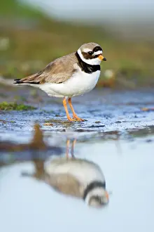 Charadrius: Common Ringed Plover