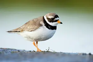Charadrius: Common Ringed Plover