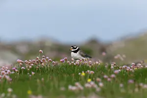 Charadrius: Common Ringed Plover