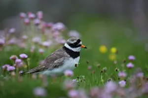 Charadrius: Common Ringed Plover