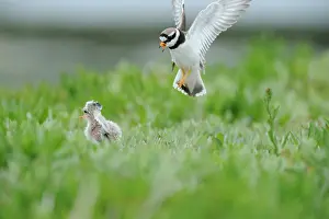 Terns: Common Ringed Plover