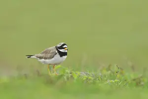 Charadrius: Common Ringed Plover