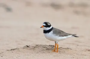 Charadrius: Common Ringed Plover