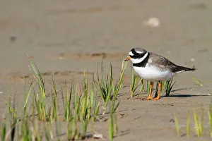 Pointe: Common Ringed Plover (Charadrius hiaticula), pointe