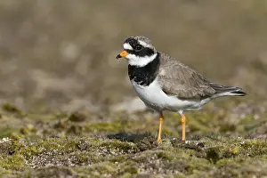 Charadrius: Common Ringed Plover (Charadrius hiaticula), Ca