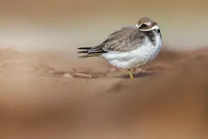 Composition: Common Ringed Plover (Charadrius hiaticula) - resting