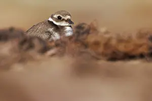 Composition: Common Ringed Plover (Charadrius hiaticula) - resting