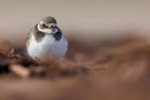 Composition: Common Ringed Plover (Charadrius hiaticula) - resting