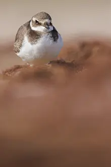 Composition: Common Ringed Plover (Charadrius hiaticula) - resting