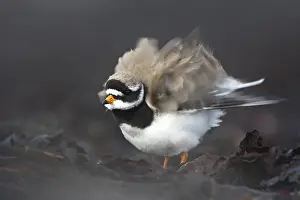 Charadrius: Common Ringed Plover (Charadrius hiaticula) shak