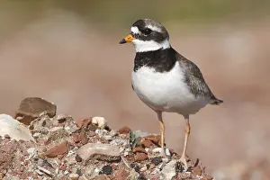 Charadrius: Common Ringed Plover (Charadrius hiaticula) sta