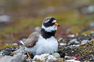Plovers: Common Ringed / Ringed Plover