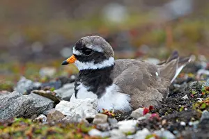 Plovers: Common Ringed / Ringed Plover