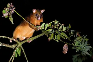 Ringtail: Common Ringtail Possum - adult climbing high in