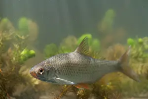 Crepuscular: Common Roach