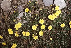 Roses: COMMON ROCK ROSE
