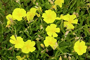 Helianthemum: Common Rock-rose - in limestone grassland