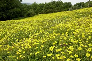 Helianthemum: Common Rock-rose - in limestone grassland
