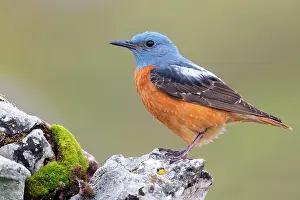 Monticola: Common Rock Thrush (Monticola saxatilis), side view