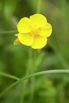 Rockrose: Common Rockrose