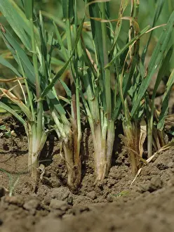 Sativus: Common root rot (Cochliobolus sativus)