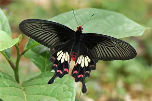 Pachliopta: Common Rose Butterfly
