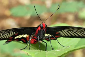 Pachliopta: Common Rose Butterfly