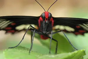 Pachliopta: Common Rose Butterfly