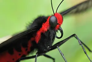 Pachliopta: Common Rose Butterfly