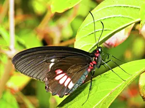 Pachliopta: Common Rose Butterfly