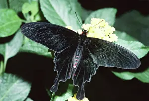 Conservatory: Common Rose Swallowtail Butterfly