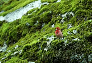 Erythrinus: Common ROSEFINCH