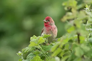 Lakeshore: Common Rosefinch