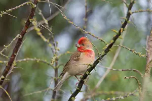 Erythrinus: Common Rosefinch adult male