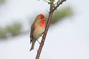 Erythrinus: Common Rosefinch adult male