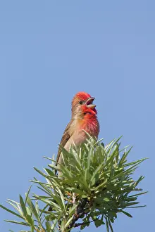 Erythrinus: Common Rosefinch adult male