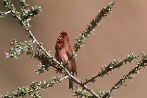 Erythrinus: Common Rosefinch - on branch
