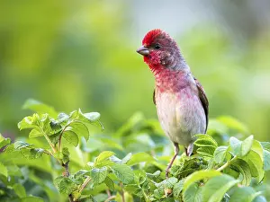Finch: Common Rosefinch (Carpodacus erythrinus) male