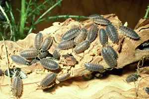 Lice: Common Rough Woodlouse