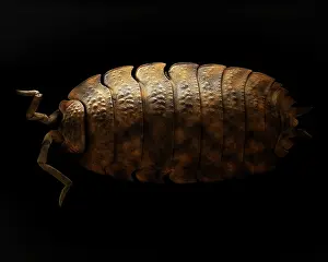 Woodlice: Common Rough Woodlouse