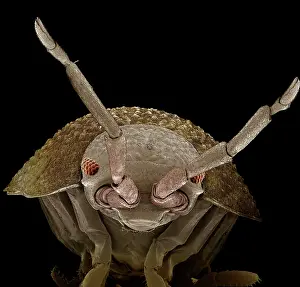 Woodlice: Common Rough Woodlouse