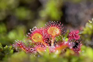 Sundew: Common Round Leaved Sundew