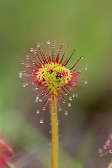 Sundew: Common / Round Leaved Sundew