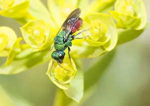 Aculeata: Common ruby-tailed wasp (Chrysis ignita) on an Euphorbia