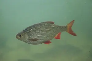 Bony Fish: Common Rudd