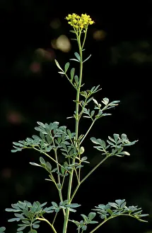 Graveolens: Common Rue