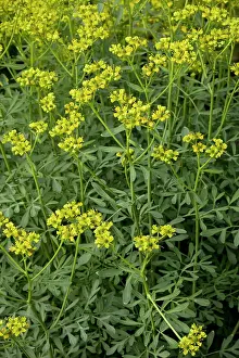 Graveolens: Common rue